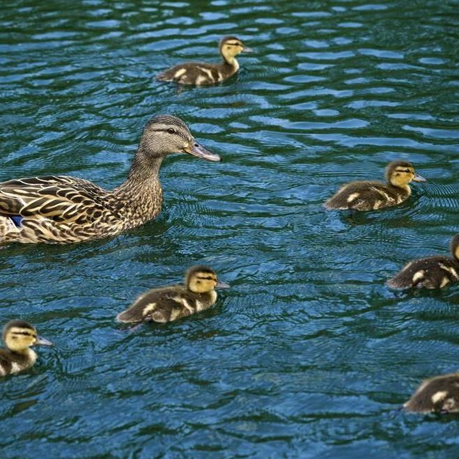 B.C. wildlife group shares tips on duckling dilemmas, as dozens of orphans brought in